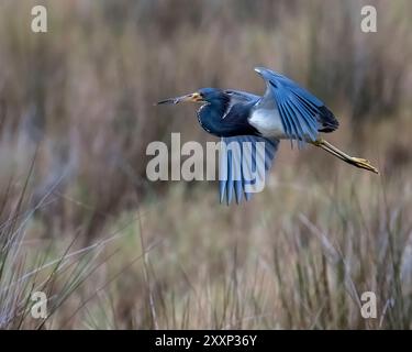 Superbe image de Great Blue Heron volant au-dessus des marais en floride Banque D'Images