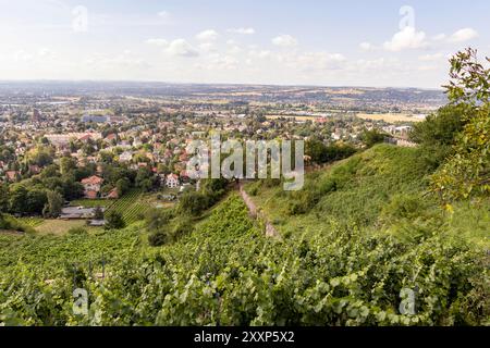 Blick über die Weinberge auf die Stadt Radebeul. *** Vue sur les vignes de la ville de Radebeul Banque D'Images