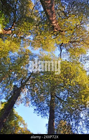 Canopée de la forêt d'arbres Kahikatea à Deans Bush, Christchurch, Nouvelle-Zélande. Le Kahikatea est le plus grand arbre indigène de Nouvelle-Zélande. Ils peuvent atteindre 15 Banque D'Images