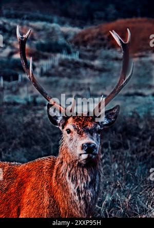 Gros plan sur Red Deer Stag sauvage à Glen Etive dans les Highlands écossais. Banque D'Images