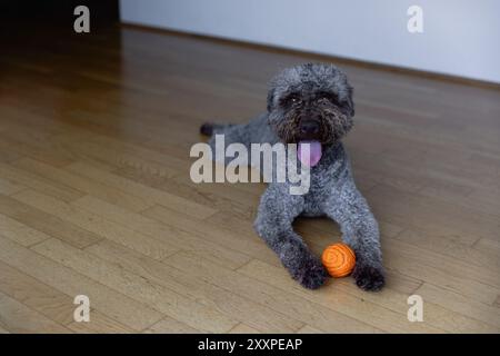 Portrait d'un chien Lagotto Romagnolo Banque D'Images