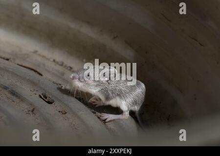 La souris maison (Mus musculusa) de quelques jours jeune souris maison Banque D'Images