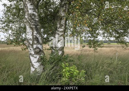 Bouleau blanc (Betula pendula), Emsland, Basse-Saxe, Allemagne, Europe Banque D'Images