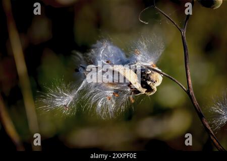 L'asclépias commune (Asclepias syriaca) connue sous le nom de fleur de papillon, d'asperge à soie, de moût d'hirondelle soyeux et d'asperge à soie de Virginie, est une espèce de plante à fleurs Banque D'Images