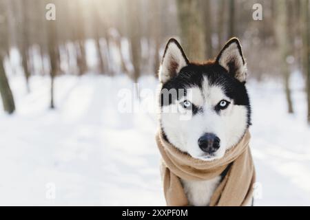 Husky enveloppé dans une écharpe dans une forêt enneigée. Banque D'Images