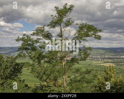 Un seul arbre au centre, avec des champs et des montagnes en arrière-plan sous un ciel nuageux, Duernstein, Wachau, Danube, Autriche, Europe Banque D'Images