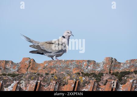 Pigeon de bois marche sur une crête de toit devant un ciel bleu Banque D'Images