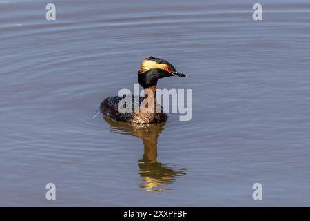 Le grebe corné ou grebe slave (Podiceps auritus) au printemps dans le plumage de reproduction Banque D'Images