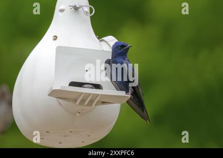 Le Martin violet (Progne subis), homme assis sur le bord de la boîte de nid Banque D'Images