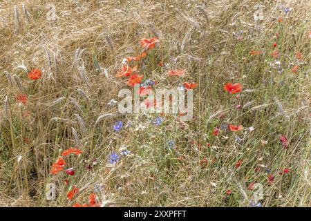 Épis de blé avec bleuets bleus et coquelicots rouges en arrière-plan devant la récolte Banque D'Images