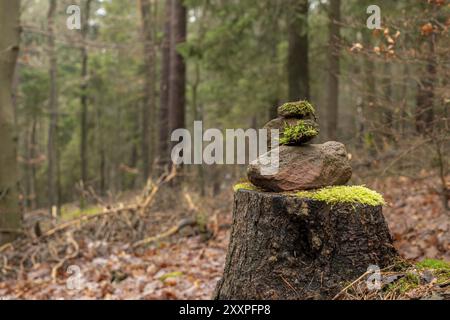 Panneau de signalisation en grès empilés sur le sol de la forêt avec des aiguilles de pin et de la mousse sur un fond flou Banque D'Images