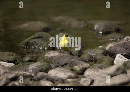 L'orangé américain, femelle (Spinus tristis), les oiseaux viennent boire au bord des eaux Banque D'Images