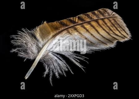 Plan macro d'une plume de hibou d'aigle brun et blanc recadrée sur noir Banque D'Images