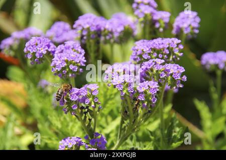 Heliotropium amplexicaule, Heliotropium amplexicaule en jardin d'été Banque D'Images