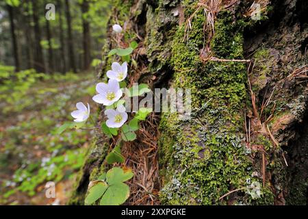 Oseille de bois sur un tronc d'arbre, Oxalis acetosella, oseille de bois commun, Allemagne, Allemagne, Europe Banque D'Images