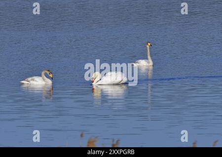 Cygne Whooper et cygne muet au printemps dans un lac, cygne Whooper et cygne muet au printemps Banque D'Images