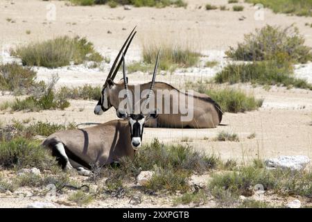 Antilopes Oryx dans le parc national d'Etosha en Namibie Banque D'Images