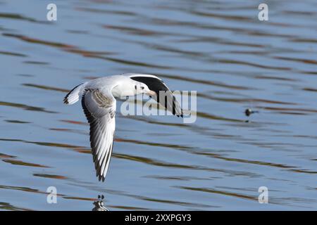 Goélette volante à tête noire dans le plumage hivernal adulte en vol. Goélette à tête noire dans le plumage hivernal adulte en vol Banque D'Images