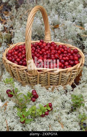 Lingonberry dans un panier dans les montagnes. Airelles dans un panier dans les montagnes Banque D'Images