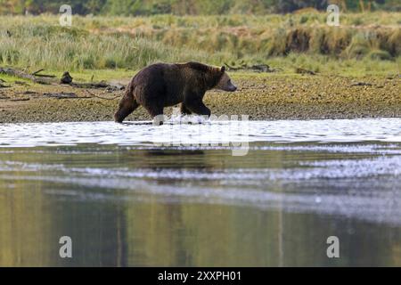 Ours grizzli à Knight Inlet au Canada Banque D'Images