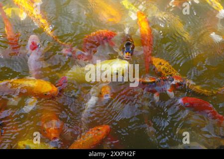 Pile de fantaisie ou la carpe koi de poissons dans un étang Banque D'Images