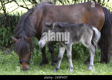 Poney Shetland Banque D'Images