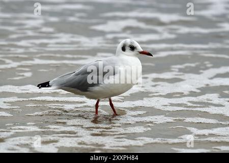 Mouette sur une plage de sable à l'écume de mer Banque D'Images