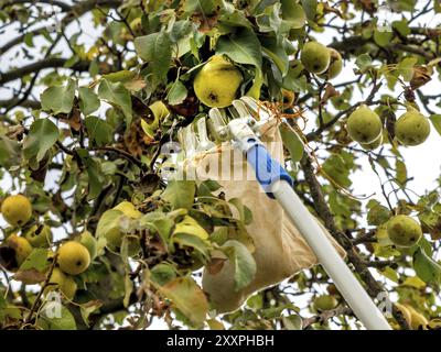 Récolter des poires mûres de l'arbre avec un cueilleur de fruits Banque D'Images