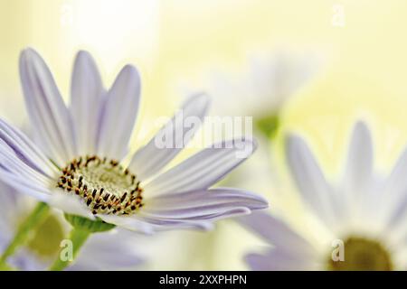 Senetti Fleur Pericalis Banque D'Images