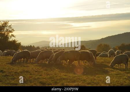 Moutons mérinos sur le pâturage. Troupeau de moutons Banque D'Images