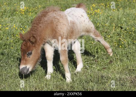 Poney Shetland Banque D'Images