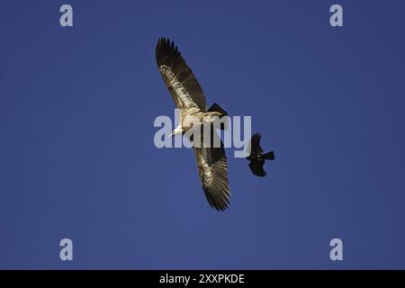 Gaensegeier, Gyps fulvus, vautour fauve Banque D'Images