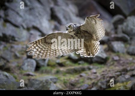 Virginia-Uhu, Bubo virginianus, grand hibou à cornes Banque D'Images