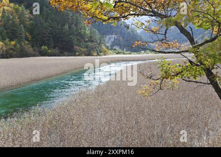 Lac de roseau à jiuzhaigou, sichuan, chine Banque D'Images