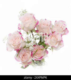 Roses de buisson rose clair doucement dessinées sur un fond blanc Banque D'Images