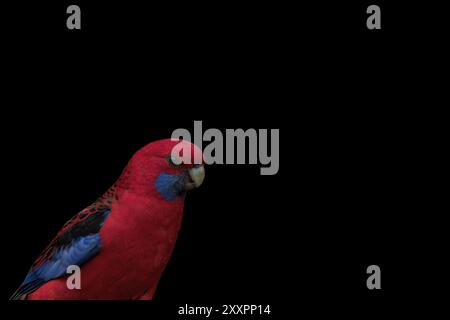 Profil d'un rosella cramoisi (Platycercus elegans) isolé sur fond noir et espace pour copie. Banque D'Images