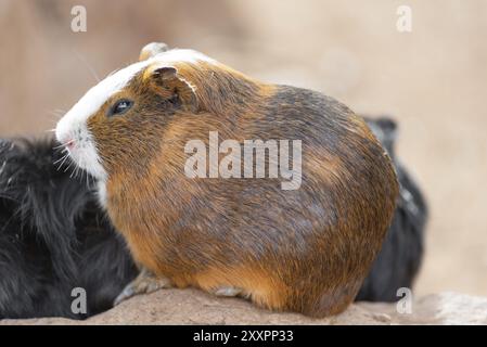 Mignons cochons d'Inde Cavia porcellus, animaux drôles Banque D'Images