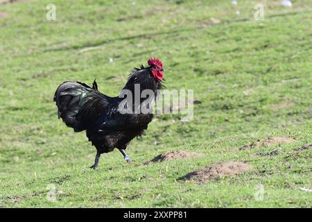 Poulet Australorp dans une ferme au printemps Banque D'Images