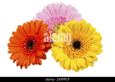 Trois fleurs colorées de gerbera sur fond blanc Banque D'Images