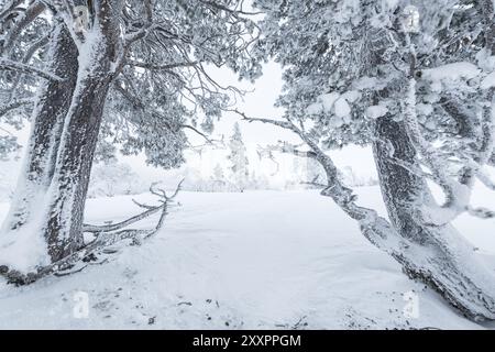 Pins enneigés, réserve naturelle de Dundret, Gaellivare, Norrbotten, Laponie, Suède, novembre 2017, Europe Banque D'Images