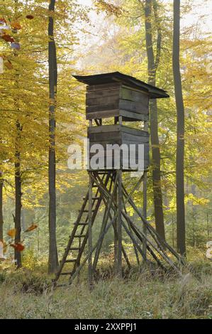 Siège haut dans la forêt décidue automnale Banque D'Images