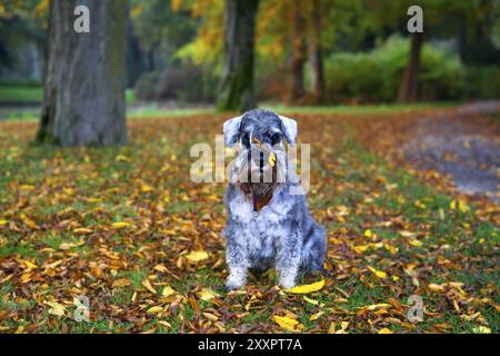 Mignon poivre et sel mini schnauzer dans le parc d'automne avec des feuilles sur son museau Banque D'Images