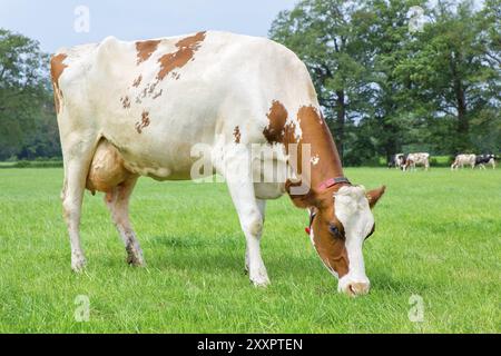 Un lait de vache mange de l'herbe en pâturage vert Banque D'Images