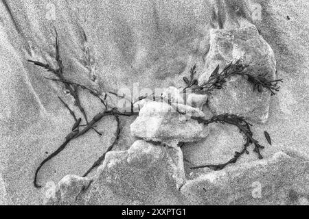 Algues sur une plage de sable, Senja, Troms, Norvège, mars 2015, Europe Banque D'Images
