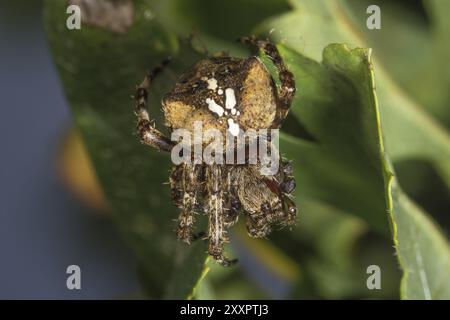 Araneus angulatus (Araneus angulatus) se cachant sur une feuille verte, Bade-Wuerttemberg, Allemagne, Europe Banque D'Images