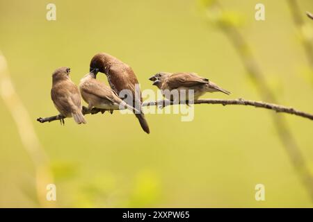 Munia à poitrine écailleuse ou munia tacheté (Lonchura punctulata particeps) à Sulawesi, Indonésie Banque D'Images