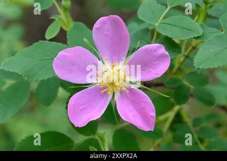 Une rose sauvage, la fleur provinciale de l'Alberta, pousse dans le sud de l'Alberta. Banque D'Images