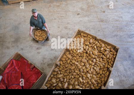 Production de pommes de terre, veuve d'Antonio Serra, sa Pobla, Majorque, Îles baléares, Espagne, Europe Banque D'Images