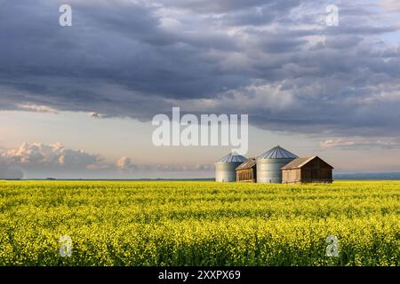 Bacs à grains d'acier et bâtiments en bois dans un champ de canola jaune près du coucher du soleil en Alberta, Canada. Banque D'Images