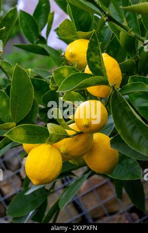 Variété de citron la plus commune cultivée en Australie, une culture prolifique de citrons Eureka mûrissant l'hiver sur l'arbre Banque D'Images